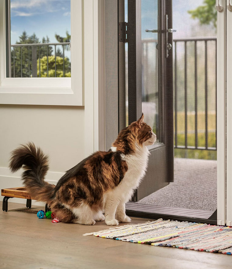 Cat looking outdoors through retractable screen door
